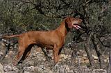 VIZSLA poil court 145